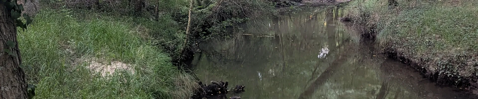 Végétation du marais