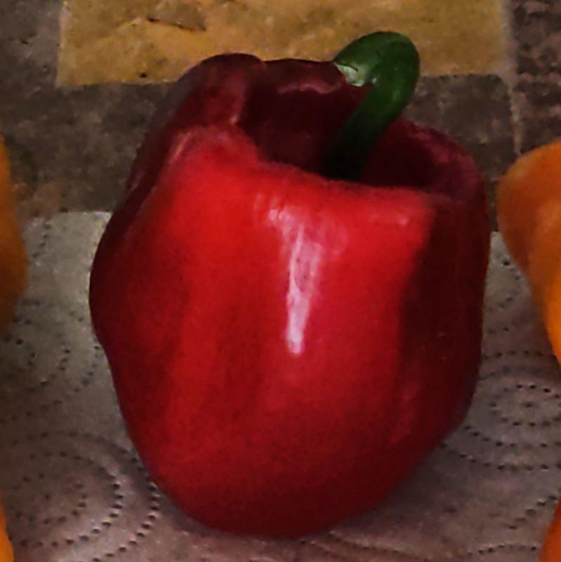 Poivron - Ruby King