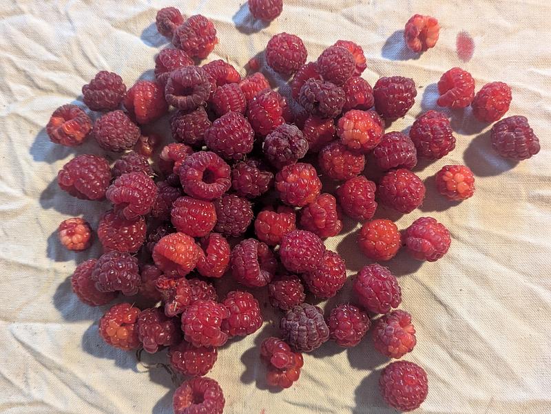 Framboise