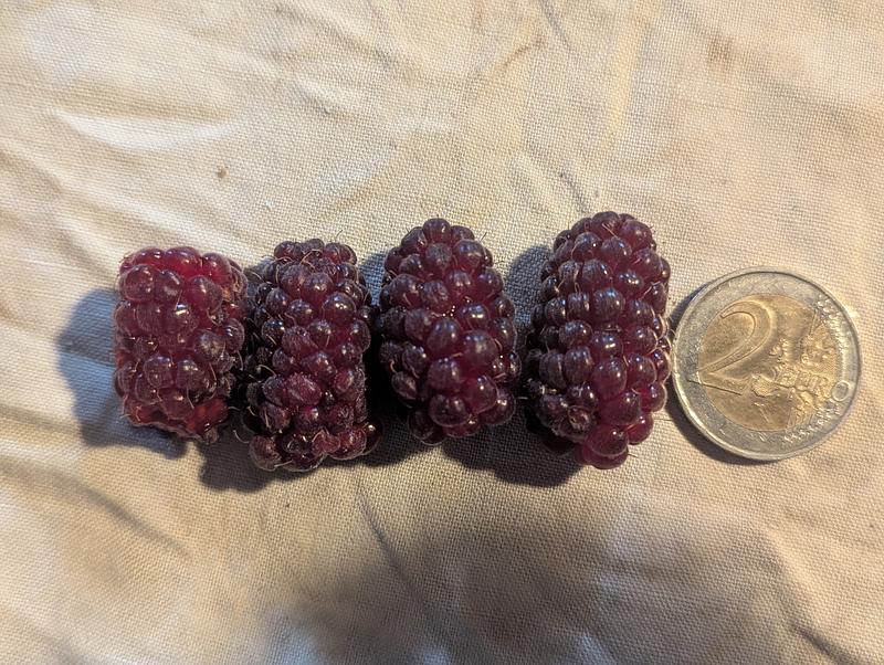 Mûre-framboise : un fruit aux grandes qualités gustatives